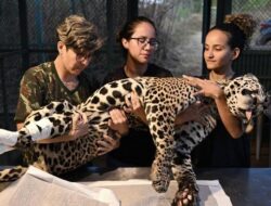 Jaguar-jaguar Malang Terdampak Kebakaran Padang Rumput Brasil