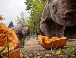 Sambut Halloween, Keluarga Badak Bermain Didalam Labu