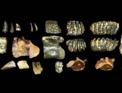 Homo Erectus Berusia 140 Ribu Tahun DItemukan Hingga Selat Madura
