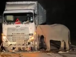 Reaksi Kasih Sayang Ibu Gajah ketika Anaknya Tewas Ditabrak Truk