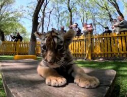 Gemasnya Anak-anak Harimau Siberia Pikat Warga China