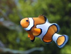 Studi Ungkap Ukuran Ikan Badut Nemo Mengecil Gara-gara Ini
