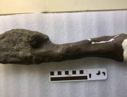 Kanker Ke Dinosaurus Ditemukan, Ilmuwan Klaim Bisa Bantu Selamatkan Nyawa Manusia