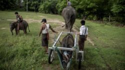 Kisah Pilu Gajah Berkursi Roda Ke Myanmar