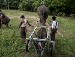Kisah Pilu Gajah Berkursi Roda Ke Myanmar