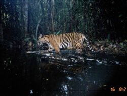10 Spesies Hewan Terancam Punah Di Dunia, Terbanyak Ada Di Indonesia