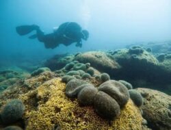Terumbu Karang Mediterania Terbesar Di Kroasia Terancam Di Pemanasan Dunia