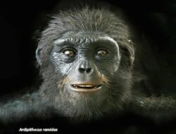 Fosil 4,4 Juta Tahun Mengguncang Teori Evolusi, Nenek Moyang Manusia 100% Kera Afrika?