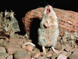 Inilah Satu-satunya Tikus yang Melolong Ke Bulan seperti Serigala