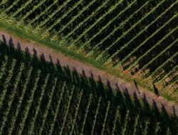 Krisis Iklim Guncang Petani Anggur Di Jepang