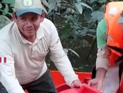 Ribuan Bayi Penyu Taricaya Dilepaskan Hingga Amazon Peru