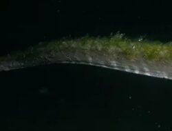 Ular Purba yang Lama Tak Terlihat Muncul Hingga Pulau Komodo