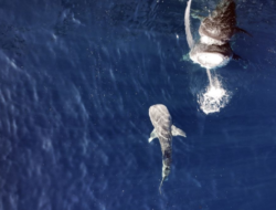 Teluk Saleh Terindikasi Karena Itu Tempat ‘Bersalin’ Hiu Paus, Ini Temuannya