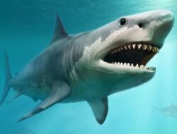 Sebelumnya Megalodon, Nenek Moyang Hiu Putih Monster Kuasai Lautan