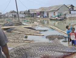 Hiu Tutul Terdampar Di Pantai Purworejo, Panjang 4 Meter Berat 1 Ton