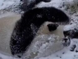 Panda Gemas Guling-Guling Hingga Salju Nikmati Musim Dingin