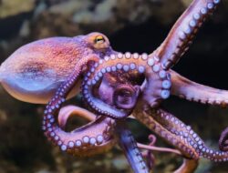 Kejadian Luar Biasa Ledakan Gurita Langka Menyapu Perairan Inggris