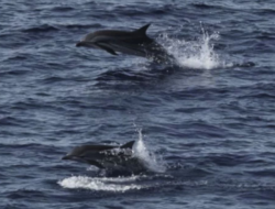 Habitat Paus dan Lumba-lumba Hingga Sumatra Hingga Luar Area Lindung