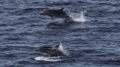 Habitat Paus dan Lumba-lumba Hingga Sumatra Hingga Luar Area Lindung