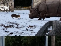 Kecil-kecil Cabe Rawit, Rusa Cilik ‘Tantang’ Badak Bercula Satu