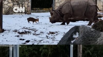 Kecil-kecil Cabe Rawit, Rusa Cilik ‘Tantang’ Badak Bercula Satu