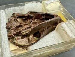 Fosil Berusia 250 Juta Tahun Ungkap Asal Usul Pendengaran Unik Kita