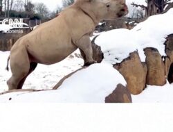 Gemasnya Badak Putih Bermain-main Bersama Salju Ke AS