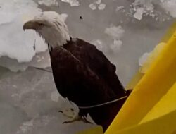Detik-detik Polisi AS Selamatkan Elang Terluka Di Sungai Membeku