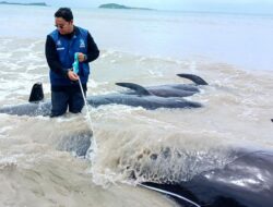 Puluhan Paus Pilot Terdampar Di Rote NTT