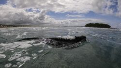 Pakar Ungkap Berkah Di Balik Kekeringan El Nino: Hasil Laut Melimpah