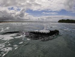 Pakar Ungkap Berkah Di Balik Kekeringan El Nino: Hasil Laut Melimpah