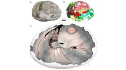 Batu Berusia 250 Juta Tahun Buktikan Nenek Moyang Mamalia Bertelur