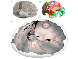 Batu Berusia 250 Juta Tahun Buktikan Nenek Moyang Mamalia Bertelur