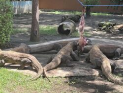 Kebun Binatang Surabaya Pinjamkam Dua Ekor Komodo Di Jepang, Buat Apa?