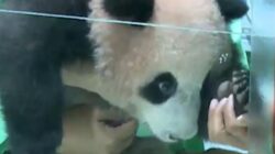 Bayi Panda Pertama Ke Indonesia Lahir Ke Taman Safari Ke Cisarua