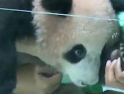 Bayi Panda Pertama Ke Indonesia Lahir Ke Taman Safari Ke Cisarua