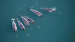 Narwhal Gantikan Peran Ilmuwan Temukan Trend Populer Aneh Ke Bawah Greenland