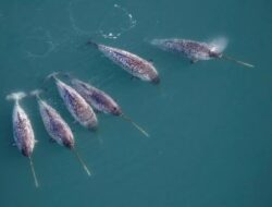 Narwhal Gantikan Peran Ilmuwan Temukan Trend Populer Aneh Ke Bawah Greenland