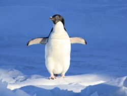 Ilmuwan Temukan Spesies Penguin Mutakhir, Pertama Untuk 100 Tahun