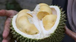 Thailand Kini Gunakan AI Sebagai Meningkatkan Standar Durian