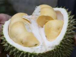 Thailand Kini Gunakan AI Sebagai Meningkatkan Standar Durian