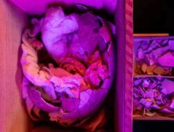 Telur Moa Raksasa Kembali Hingga Suku Maori Sesudah 60 Tahun Hingga AS