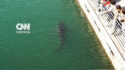 Penampakan Hiu Terdampar Ke Sebuah Kanal Busan, Korsel
