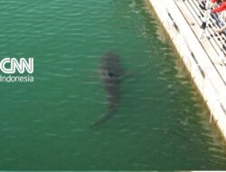 Penampakan Hiu Terdampar Ke Sebuah Kanal Busan, Korsel